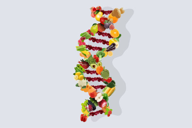 Nutrigenetics concept illustration for DNA strand made from vegetables and fruits. Next generation genetic sequencing for better life. Get fit with Nutrigenetics. genetically modified food stock illustrations