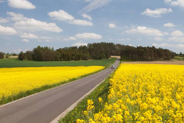 istock rapeseed field canola or colza Brassica Napus 1093643582