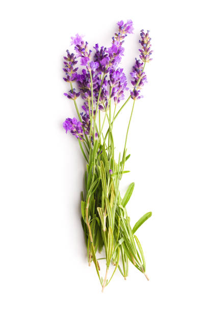 istock The lavender flowers 1093644912