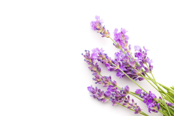 istock The lavender flowers 1093644974