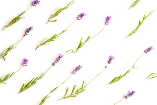 istock The lavender flowers 1093645002