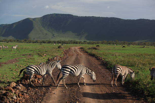 istock Wild zebras crossing road 1093645176