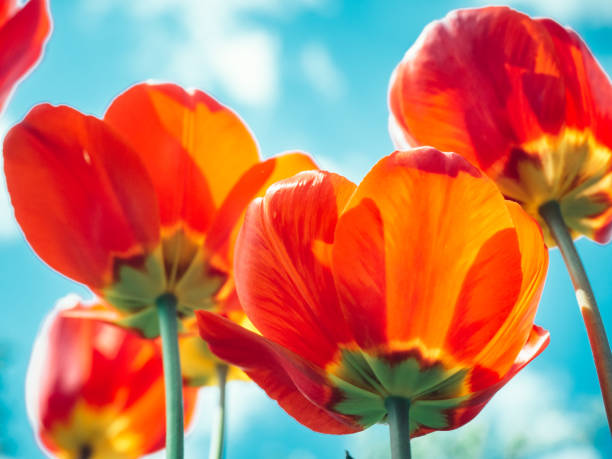 istock Bright, colorful tulips on the background of spring sky 1093647440
