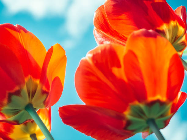 istock Bright, colorful tulips on the background of spring sky 1093647820