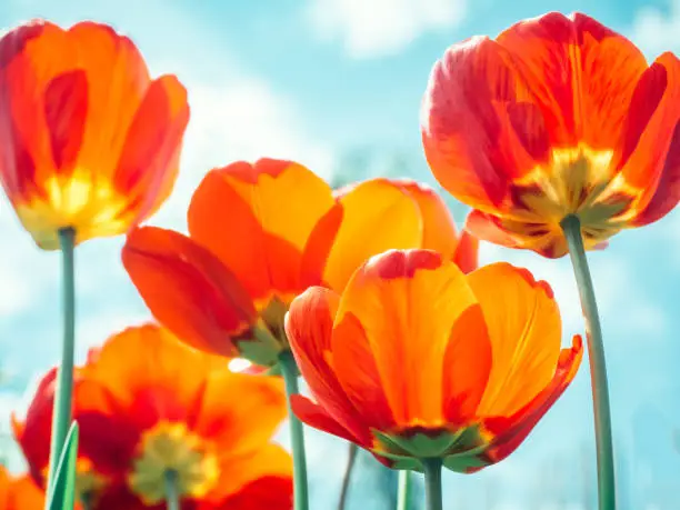 Photo of Bright, colorful tulips on the background of spring sky