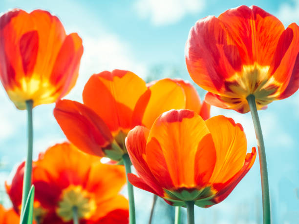 яркие, красочные тюльпаны на фоне весеннего неба - tulip blue close up cut flowers стоковые фото и изображения