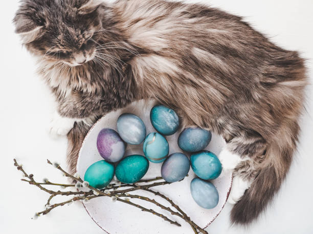 istock Easter eggs painted with bright colors and a charming kitten 1093648376