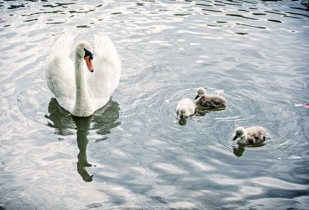 istock White mother swan swim with her youngs 1093656518