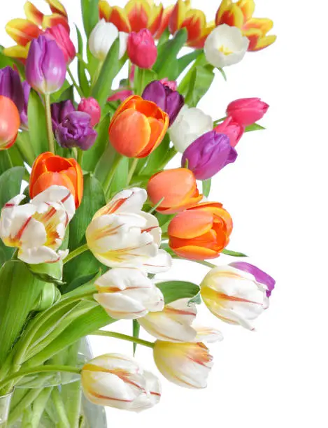 Photo of Tulips on a white background