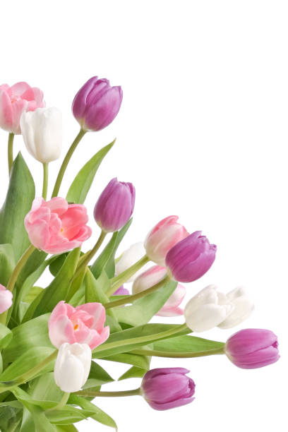 tulipanes sobre fondo blanco - spring nature life events arrangement fotografías e imágenes de stock