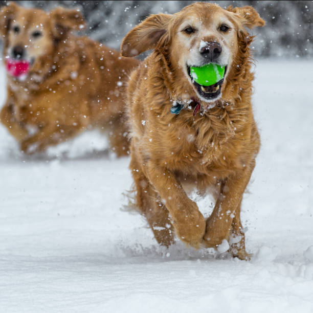 istock Two Golden Retrievers playing fetch in the snow 1093658834