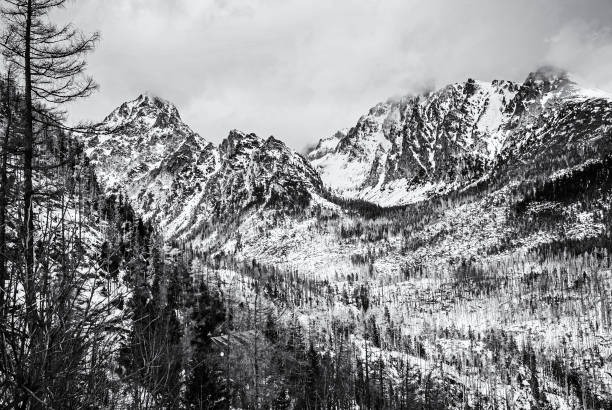 istock Spruce forest after natural disaster in High Tatras 1093658944