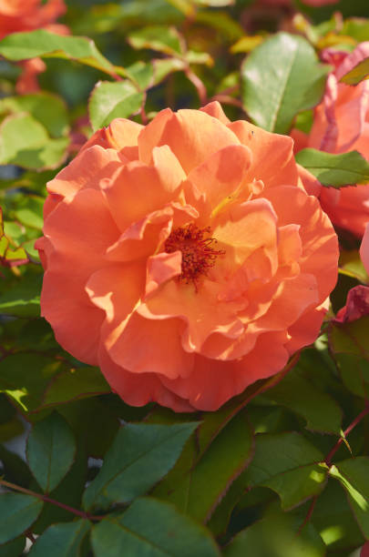 istock Orange rose flower on nature background, close up 1093661528