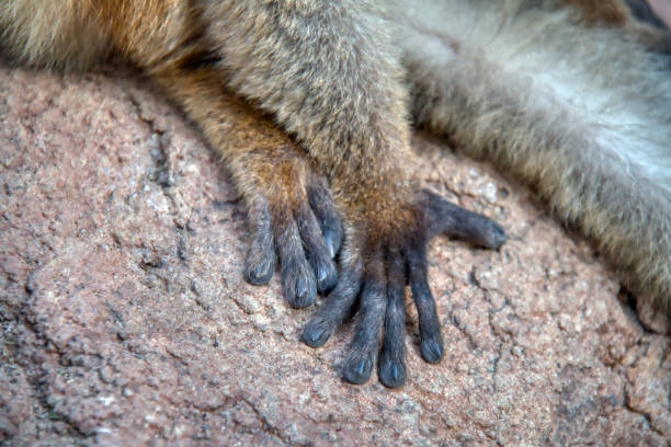 Hand of a lemur