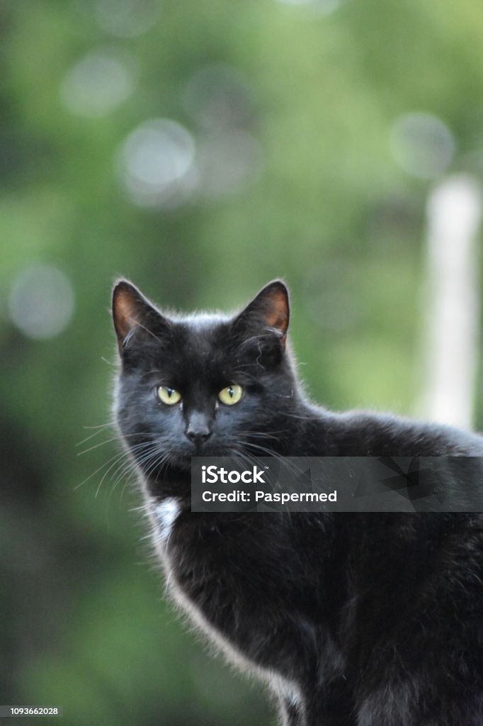 Kucing Hitam Dan Putih Foto Stok - Unduh Gambar Sekarang - Anak hewan