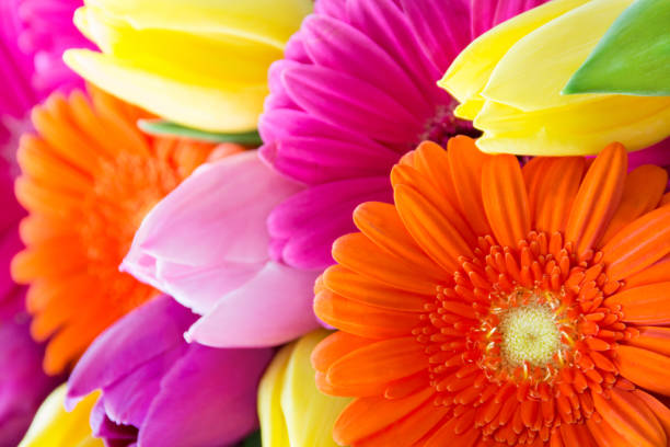 bouquet de tulipanes y gerberas - colourful flowers fotografías e imágenes de stock