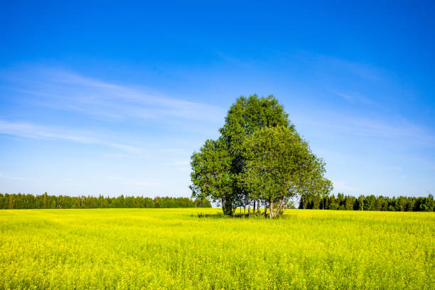 istock Beautiful summer landscape with plow and forest on a sunny day 1093664936