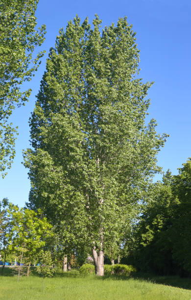 High harmonious poplar near maples and lindens in spring sunny day on a green lawn.