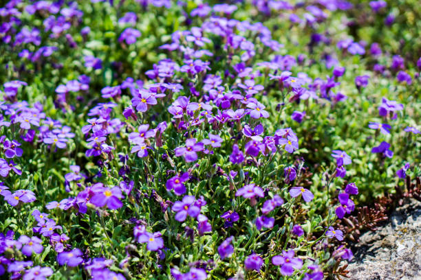 istock field of violet flowers 1093667734
