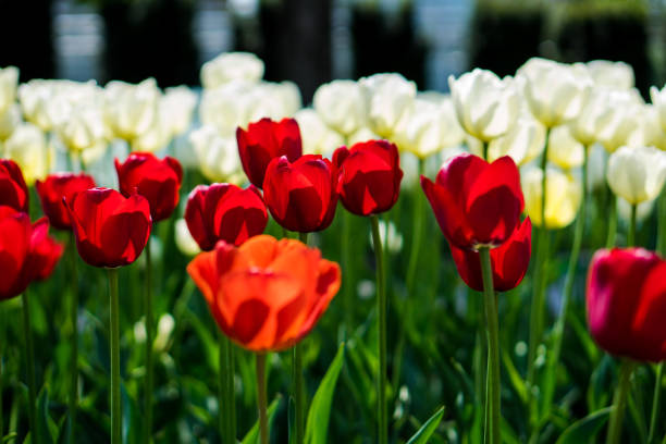 istock field and white of red tulips 1093667798