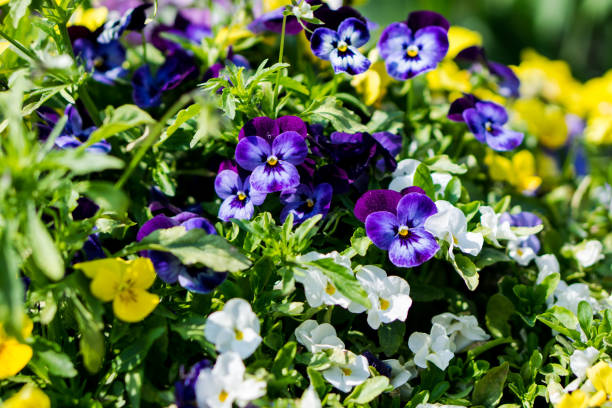 istock Picture full of pansies 1093667820