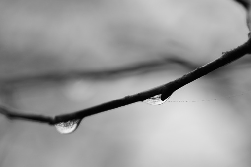 B&W Branch 2 Rain Drops Clinging with See Through Branches Visible