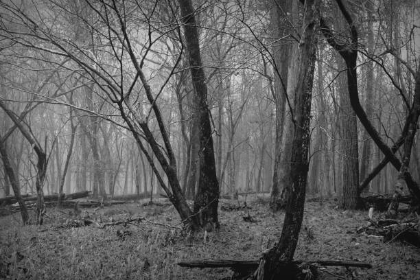 istock B&W Foggy Winter Forest 1093669538