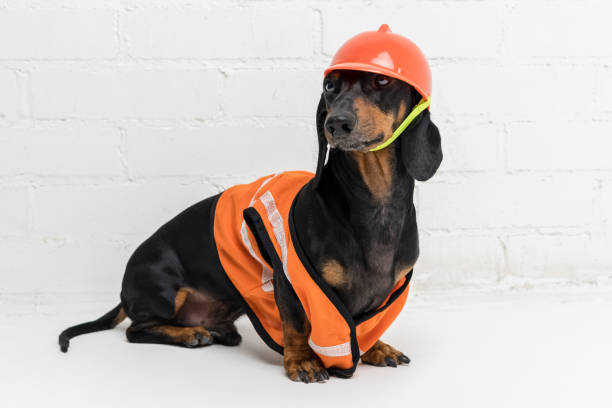 istock dog builder dachshund in an orange construction helmet and a vest, against a white brick wall background 1093669938