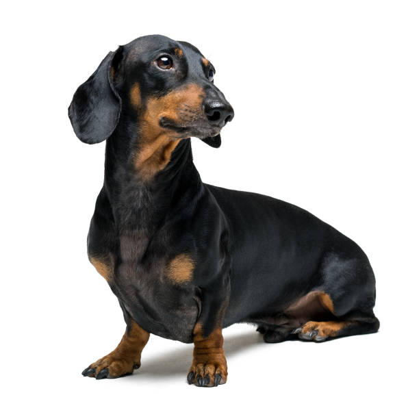 pies (szczeniak) z jamnika rasy męskiej, czarny i opalenizna na izolowane na białym tle - miniature dachshund zdjęcia i obrazy z banku zdjęć