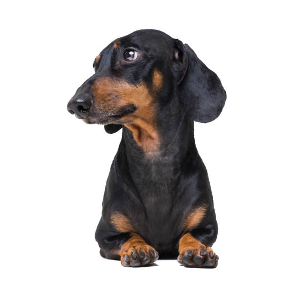 istock adorable dog breed dachshund, black and tan, lying on white background. 1093669958