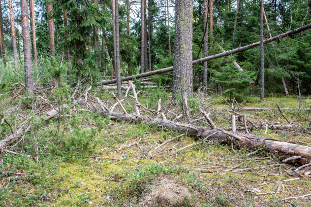 istock Trunk of an old fallen tree in a pine forest 1093670008