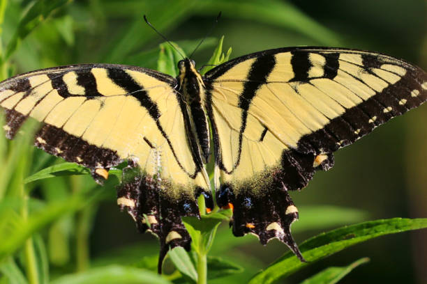 istock Black and Yellow Butterfly on Flower From Behind Close Up 1093670050