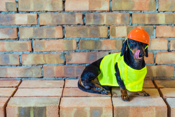 istock Dog builder dachshund in an orange construction helmet  at the brick wall background 1093670538
