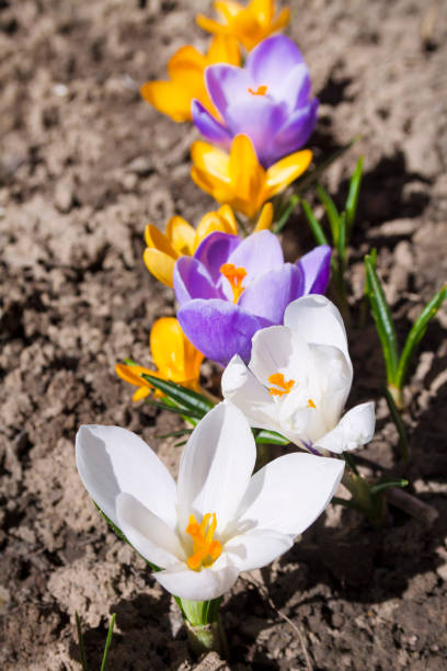 istock Colorful crocus flowers on the spring sunny day 1093672310