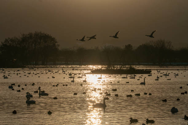 istock Shadow of sun rise and swan 1093673102