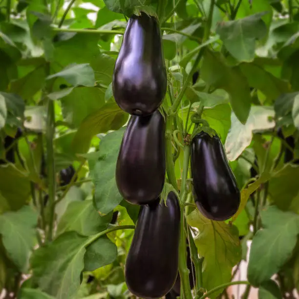 Round eggplant from high quality seeds F1 Hybrid growing in a plastic tunnel in Jordan Valley.