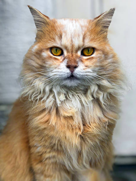 istock Portrait of a persian cat 1093676434