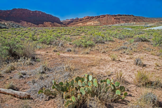 istock Scenic, a cluster of Cactus growing in a desert landscape. 1093676442