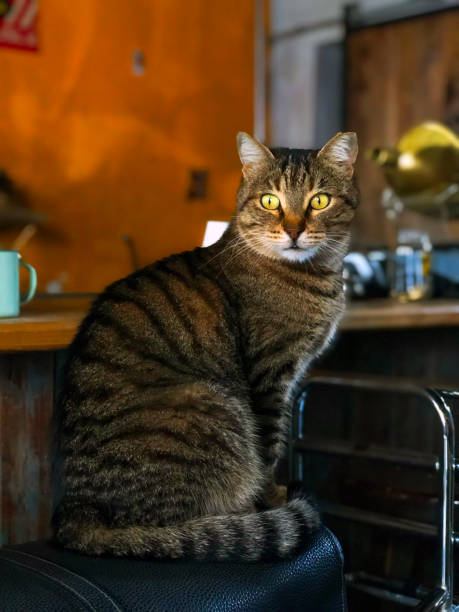 istock Cat in the coffee shop 1093678650