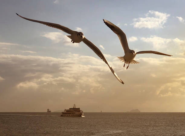 Seagulls Flying in the Sky during Sunset.