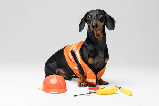 istock Dog builder dachshund in an orange construction helmet with various construction tools (screwdriver, pliers), on gray background 1093679146