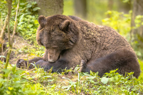 istock European brown bear resting in forest habitat 1093679286