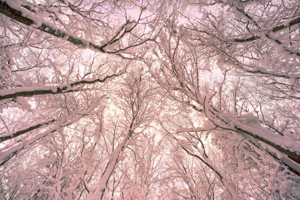 In a strong frosty wind and snowfall, a group of deciduous and coniferous trees in perspective from the bottom up Carpathians on the background of a wild forest, Ukraine