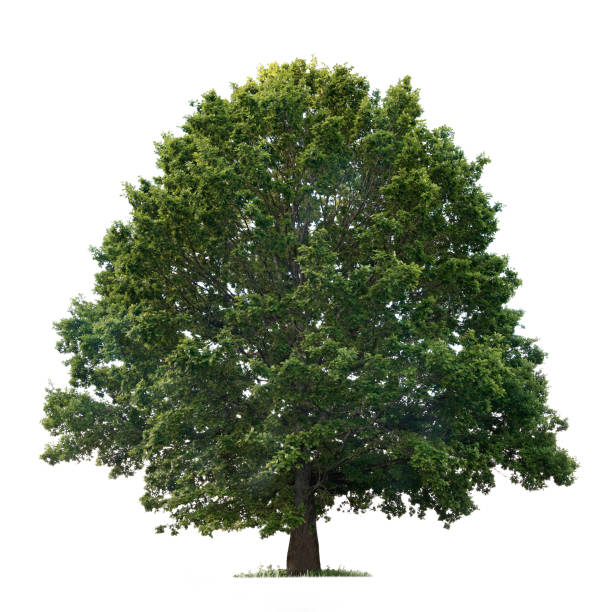 árbol de roble aislado sobre fondo blanco - oak tree fotografías e imágenes de stock