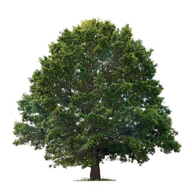 изолированный дуб на белом фоне - oak tree стоковые фото и изображения