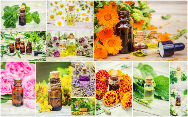 istock medicinal herbs collage. Selective focus. nature flowers. 1093686424