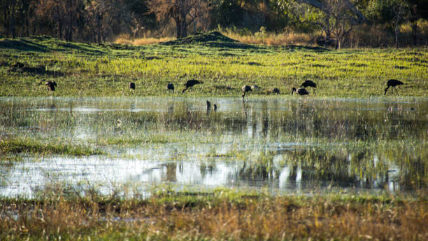 istock Landscape Views of the Okavango 1093686510