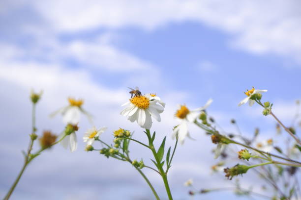 daisy white flower bloom in nature against blue sky background