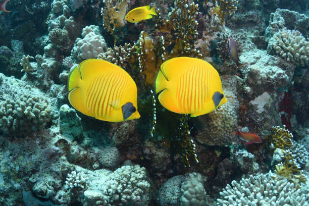 istock Masked Butterflyfish, Red Sea, Egypt 1093688766