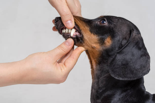Inspecting dachshund dog teeth on the gray background stock photo